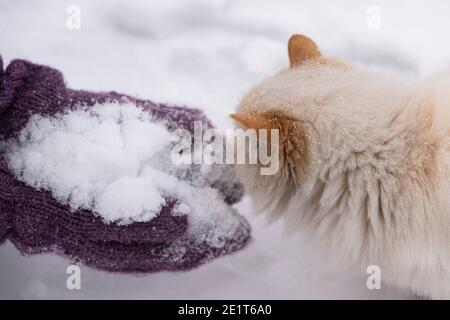 Hände in Flieder Fäustlinge halten Schnee und eine weiße flauschige Katze. Das Konzept des Winterspaßes. Stockfoto