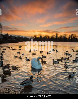 Kidderminster, Großbritannien. Januar 2021. UK Wetter: Ein goldener Sonnenuntergang leuchtet das Wasser kräuselt über diesem See in den Midlands. Ein Schwan wird im See schwimmen gesehen, der nach einem weiteren sehr kalten Wintertag im Januar teilweise gefroren ist. Kredit: Lee Hudson/Alamy Live Nachrichten Stockfoto