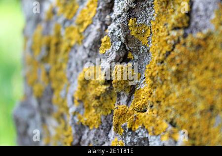 Textur von alter Baumrinde mit Moos und Flechten. Natürlicher Hintergrund Stockfoto