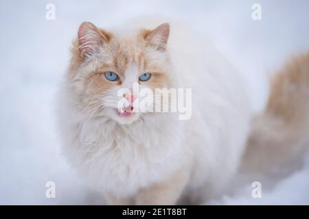 Eine weiße flauschige Katze mit blauen Augen miht im Schnee. Das Konzept der Haustiere Stockfoto