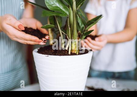 Nahaufnahme der Hände von Mutter und Tochter, die Pflanze umpflanzen. Nicht erkennbare Familie legte Boden in weißen Topf. Home Gartenarbeit, Zweisamkeit. Stockfoto