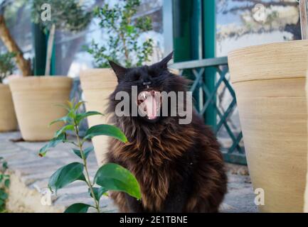 Kopfaufnahme einer gähnenden schwarzen und braunen Katze in einem Straßenhintergrund Stockfoto