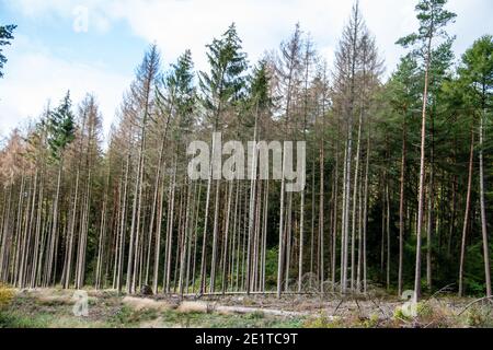 Ein Fichtenwald, der durch Rindenkäfer stark beschädigt wurde. Stockfoto