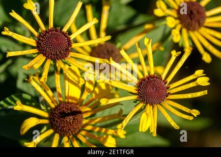 Rudbeckia Subtomentosa "Henry Eilers" Stockfoto
