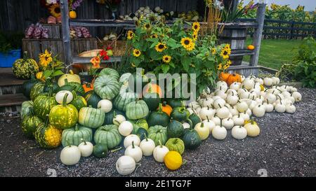 Chicoutimi, Kanada, 2019. September, Kürbisse und Blumen am Eingang des Obst-, Gemüse- und Blumenladens „Aux Jardins d'Alex and Jennie“ Stockfoto