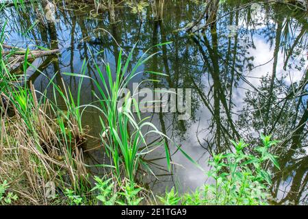 Ein malerischer Bereich des Sumpfes mit der Spiegelung von Baumstämmen im ruhigen Wasser und dem blauen Himmel mit leuchtend grüner Vegetation im Vordergrund. Stockfoto