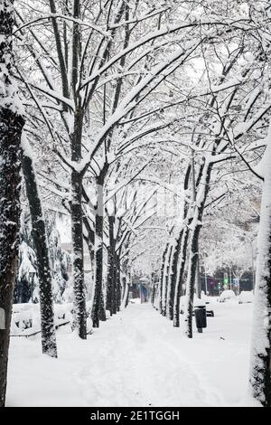 Allee von Bäumen bedeckt mit Schnee in einem Park in Madrid während der Filomena Sturm. Stockfoto