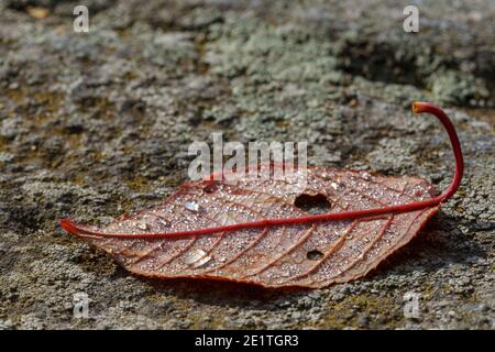 Makro Nahaufnahme der Tau auf der Rückseite ein rotes Blatt auf einem Felsen. Hohe Auflösung natürliche Frische und saisonale Bild. Stockfoto