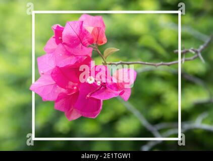 Nahaufnahme von rosa Bougainvillea, einer blühenden Pflanze. Weißer Rahmen, unscharfer grüner Hintergrund. Stockfoto