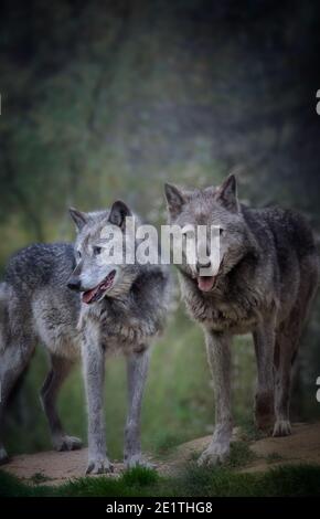 Schönes Paar graue Wölfe im Wald. Stockfoto