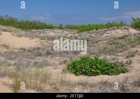 Dünen an der Ostsee mit Gras überwuchert. Stockfoto