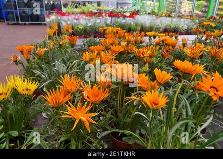 Gartengeschäft. Gazania (Gazania rigens L.) ist eine Gattung von blühenden Pflanzen aus der Familie der Asteraceae, die im südlichen Afrika beheimatet ist. Stockfoto