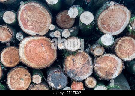 Die rund geschnittenen Enden des Holzstapels neben der Straße in Norfolk. Stockfoto