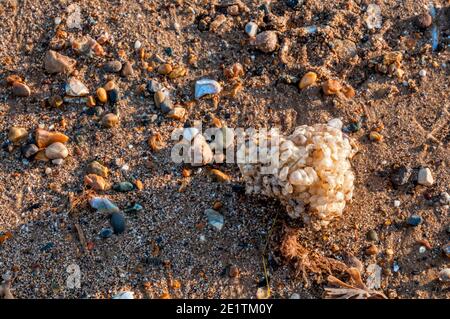 Leere Wurfeierkisten an einem Norfolk Strand. Allgemein bekannt als Wasserwasch Bälle. Stockfoto