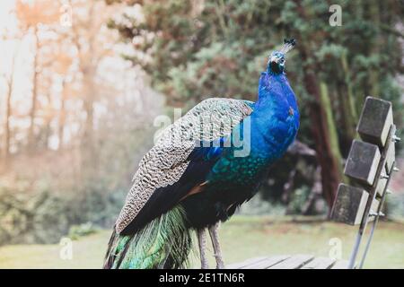 Ein Pfau steht in einem öffentlichen Park Stockfoto