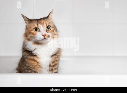 Katze sitzt in der Badewanne nach dem Spielen mit Wasser, Vorderansicht. Kleine Wassertropfen auf dem entzückenden Katzengesicht mit markanten Markierungen. Fragestellung Stockfoto