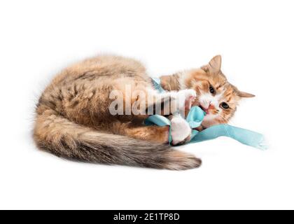 Katze spielt mit einem Band. Bunte niedliche weibliche Kitty liegend seitlich mit kleiden Band um Körper und Pfoten im Mund gewickelt. Konzept für Spaß Haustier Stockfoto