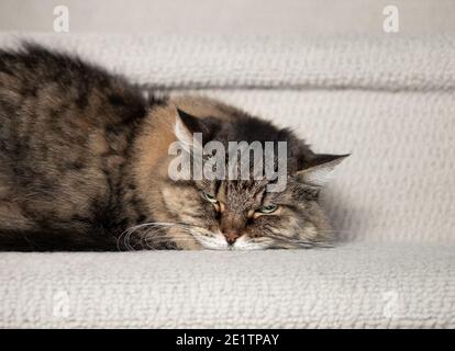 Katze spött oder Angst. Braune lange Haare ältere weibliche tabby Katze (14 Jahre alt) liegend seitlich mit Kopf nach unten auf die Treppe gedrückt. Konzept für wütend Stockfoto