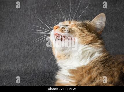 Niesende Katze, Seitenportrait. Der Katzenkopf ist nach oben geneigt, mit offenem Mund und sichtbaren Zähnen. Konzept für Infektionen bei Haustieren, Krankheitszeichen bei Haustieren o Stockfoto
