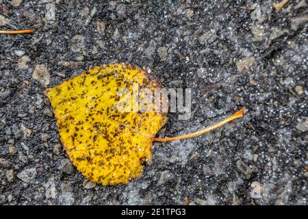 Gefrorene Blätter auf Asphalt, der Herbst wird zum Winter Stockfoto