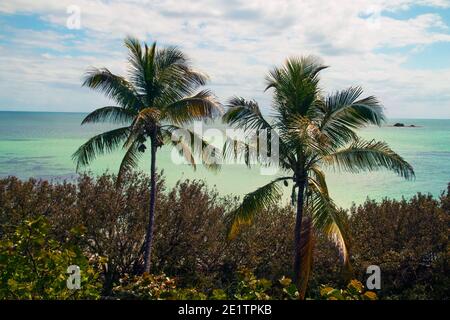 Zwei Palmen und Meerestrauben an der türkisblauen Korallenküste im Hintergrund, der Bahia Honda State Park, Florida Keys, Monroe County, USA Stockfoto