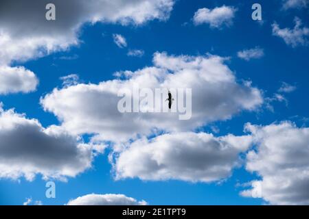 Silhouette von braunem Pelikan gegen Wolke und blauen Himmel Hintergrund Stockfoto