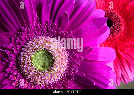 Makro-Foto von lila Gerbera Blume, frische Natur Pflanze Nahaufnahme. Florale Textur Muster für Hintergrund oder Tapete, Detail von Bouquet von rosa und r Stockfoto