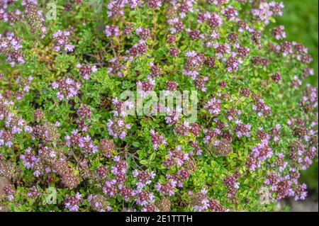 Thymus Serrphyllum 'Lemon Curd' Zitronen Sand Thymian Pflanze mit Blume Nahaufnahme Stockfoto