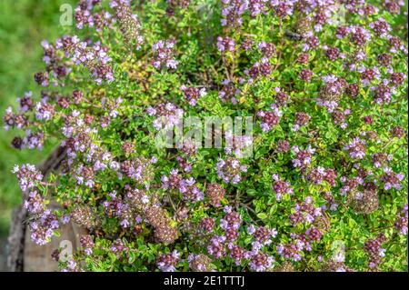 Thymus Serrphyllum 'Lemon Curd' Zitronen Sand Thymian Pflanze mit Blume Nahaufnahme Stockfoto