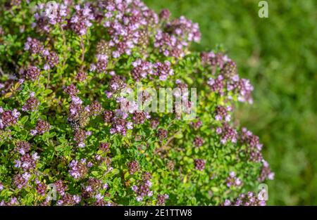 Thymus Serrphyllum 'Lemon Curd' Zitronen Sand Thymian Pflanze mit Blume Nahaufnahme Stockfoto