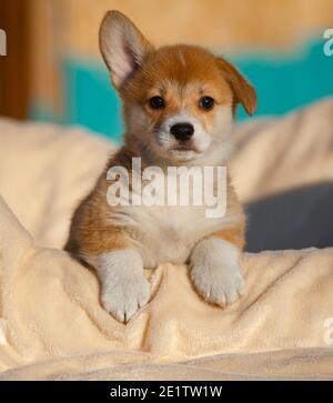 Lustige welsh Corgi Welpen posieren auf einem Hundebett in Ein sonniger Wintertag Stockfoto