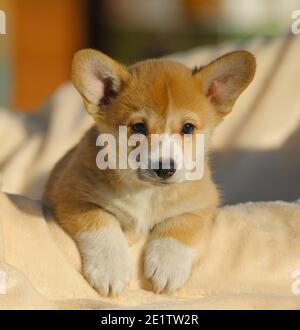 Cute welsh Corgi Welpen Porträt Nahaufnahme Stockfoto