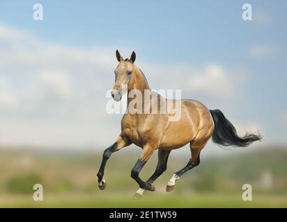 Dun akhal-teke Hengst läuft galopp auf der Wildnis Stockfoto