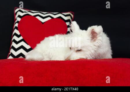 Ein weißer, flauschiger Mischlingshund liegt auf einer roten Oberfläche mit schwarzem Hintergrund. Der Hund ist hauptsächlich Chihuahua, japanischer Spitz und Standardpudel. Stockfoto