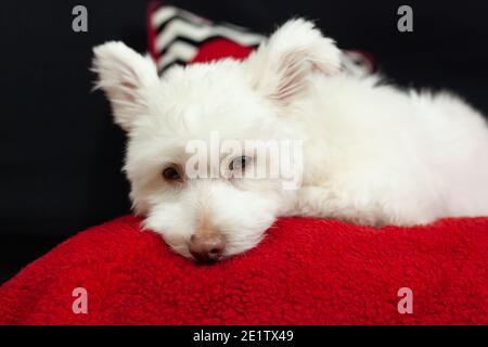 Ein weißer, flauschiger Mischlingshund liegt auf einer roten Oberfläche mit schwarzem Hintergrund. Der Hund ist hauptsächlich Chihuahua, japanischer Spitz und Standardpudel. Stockfoto