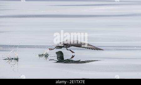 Der nördliche Fulmar läuft beim Start über das Wasser Vom arktischen Ozean Stockfoto