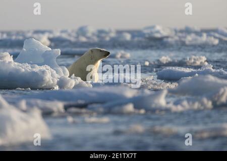 Ein gesunder erwachsener Eisbär schwimmt im Eis hinein Der arktische Ozean nördlich von Spitzbergen Stockfoto