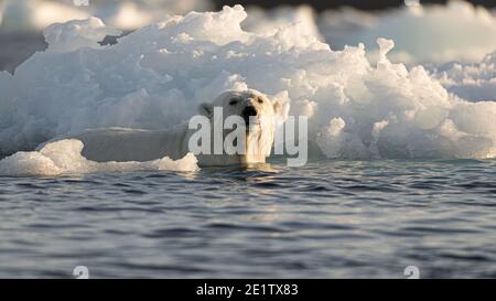 Ein gesunder erwachsener Eisbär schwimmt im Eis hinein Der arktische Ozean nördlich von Spitzbergen Stockfoto