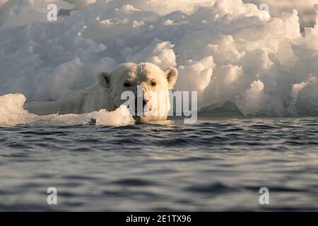 Ein gesunder erwachsener Eisbär schwimmt im Eis hinein Der arktische Ozean nördlich von Spitzbergen Stockfoto