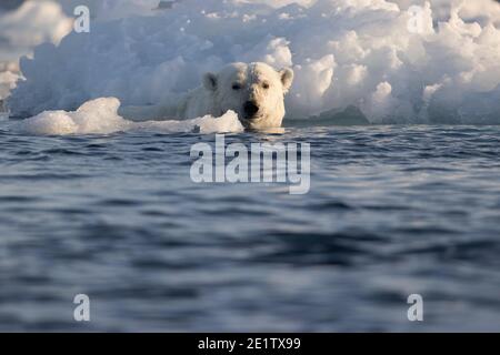 Ein gesunder erwachsener Eisbär schwimmt im Eis hinein Der arktische Ozean nördlich von Spitzbergen Stockfoto