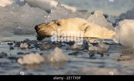 Ein gesunder erwachsener Eisbär schwimmt im Eis hinein Der arktische Ozean nördlich von Spitzbergen Stockfoto