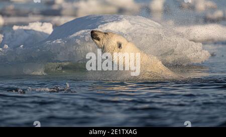 Ein gesunder erwachsener Eisbär schwimmt im Eis hinein Der arktische Ozean nördlich von Spitzbergen Stockfoto