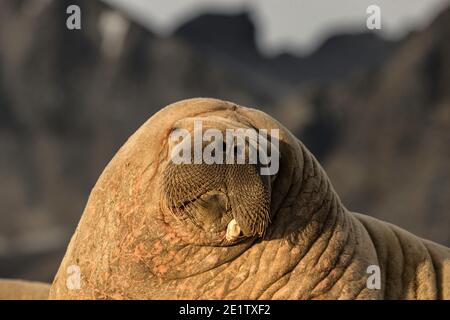 Erwachsener Walross mit einem verbliebenen kleinen gebrochenen Stoßzahn gegen einen Berg im Hintergrund. Stockfoto