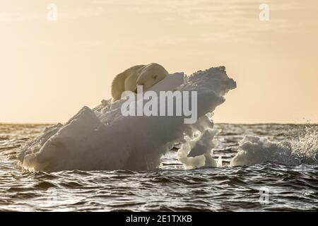 Eisbär ruht auf einem Eisberg. Arktischer Ozean nördlich von Spitzbergen Stockfoto