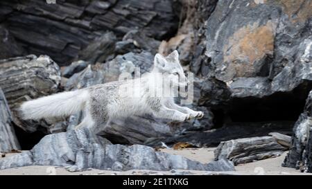 Polarfüchse spielen am Strand von Kings Bay in der Nähe von NY-Alesund Stockfoto