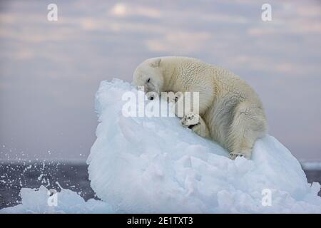 Eisbär ruht auf einem Eisberg. Arktischer Ozean nördlich von Spitzbergen Stockfoto