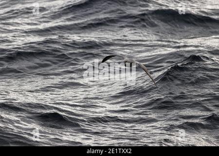 Einsamer nördlicher Fulmar, tief unten gegen die Wellen des arktischen Ozeans, Spitzbergen Stockfoto