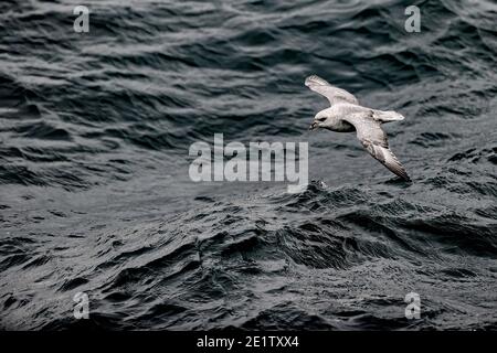 Der nördliche Fulmar gleitet über die Wellen des arktischen Ozeans Stockfoto