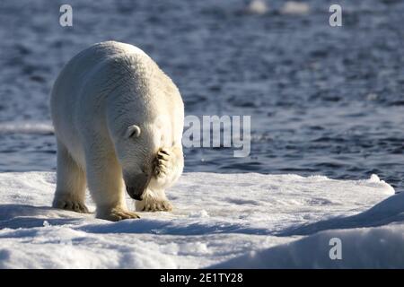 Erwachsener Eisbär, der auf einer Eisscholle steht und kratzt Sein Kopf im arktischen Ozean nördlich von Spitzbergen Stockfoto