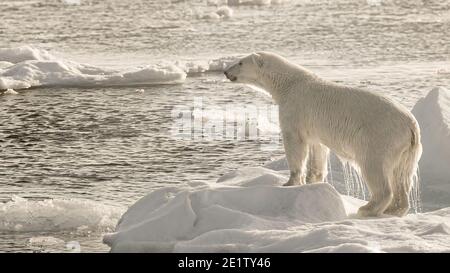 Der Eisbär steht auf einem Eisberg, der von der Nachmittagssonne beleuchtet wird. Arktischer Ozean nördlich von Spitzbergen Stockfoto